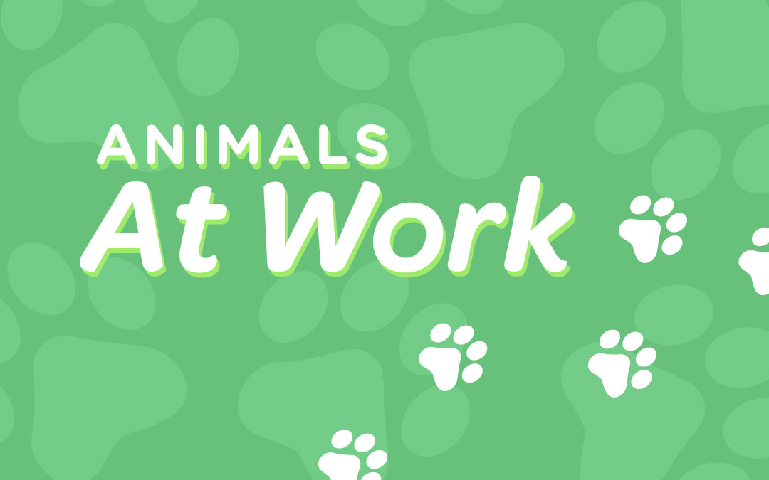 Our Chattanooga marketing team has enjoyed work from home life with our pets!