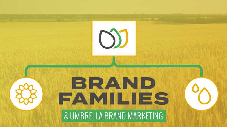 Learn from our Chattanooga marketing team about brand families, umbrella brand marketing, and how intentional brand elements can really elevate your products and services.