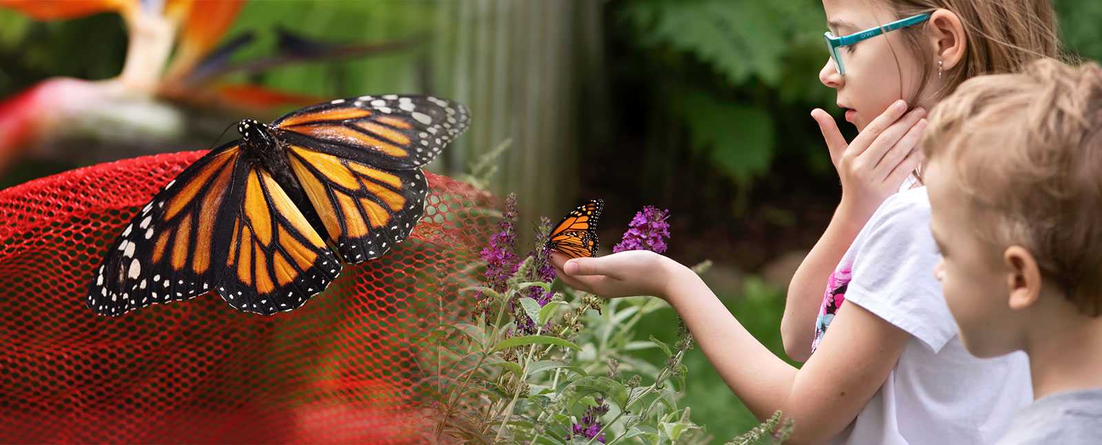 Mamas Butterfly Farm